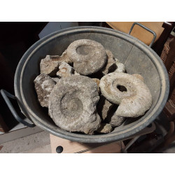 FOSSILES DIVERS LE LOT