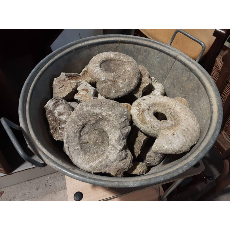 FOSSILES DIVERS LE LOT